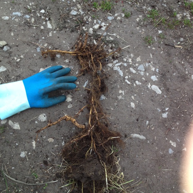 Horrible nettle roots.